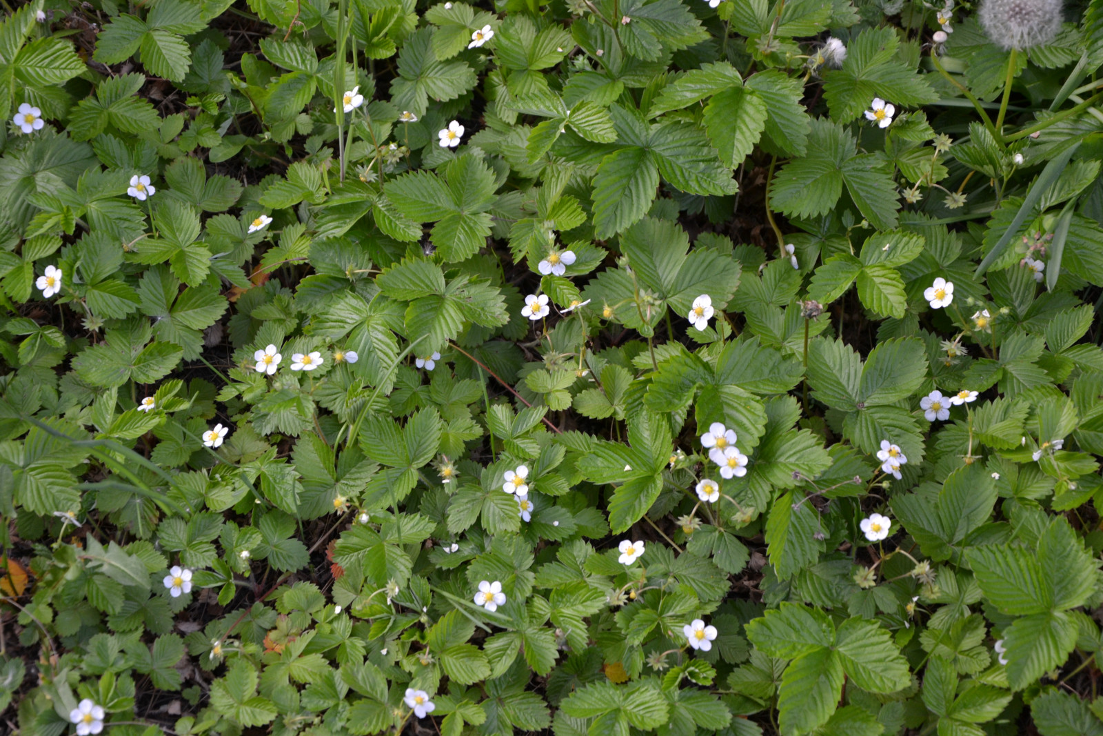 Tapeta mesicni_jahody_1