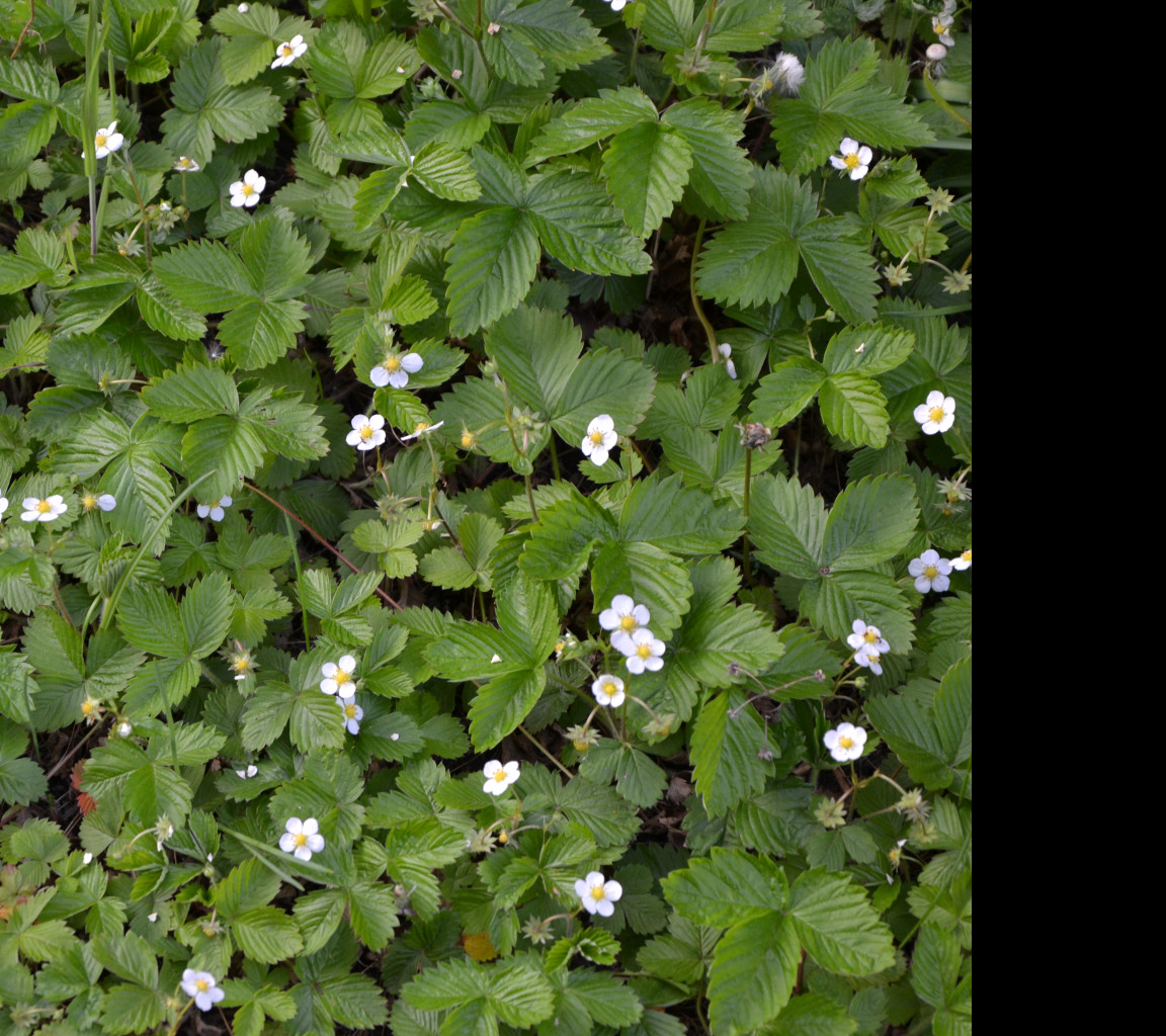 Tapeta mesicni_jahody_1