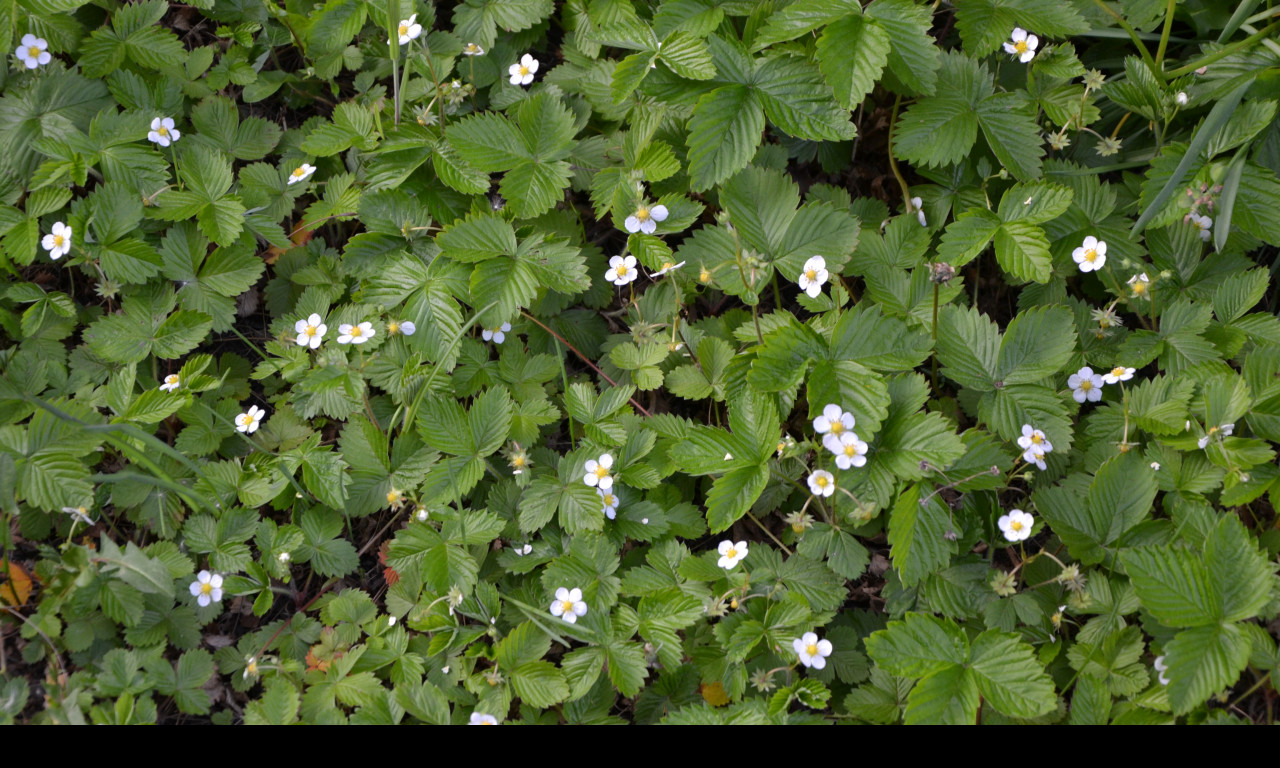 Tapeta mesicni_jahody_1