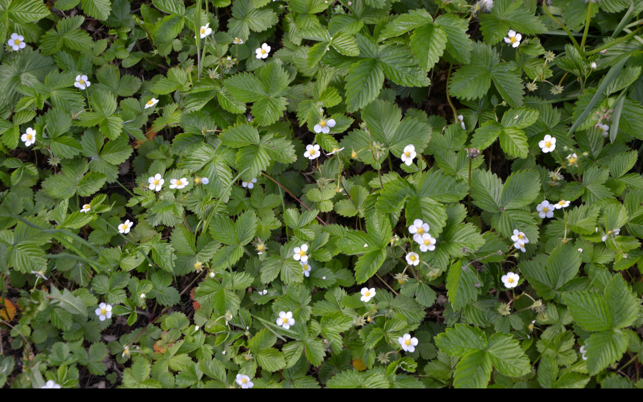 Tapeta mesicni_jahody_1