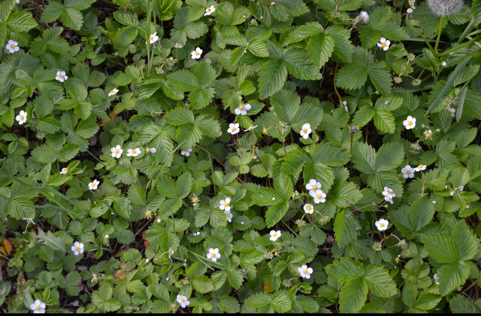 Tapeta mesicni_jahody_1