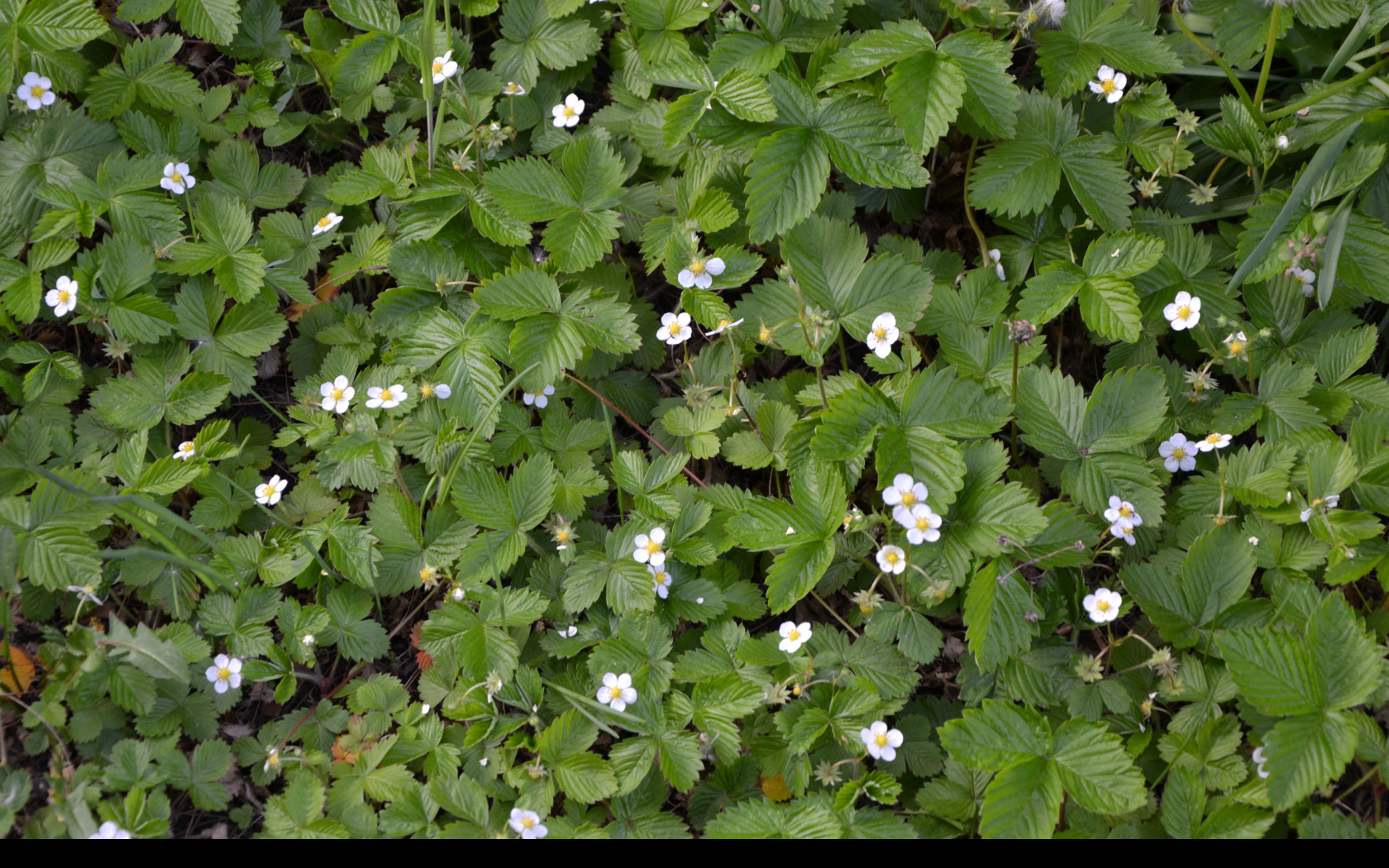 Tapeta mesicni_jahody_1