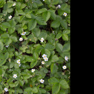 Tapeta mesicni_jahody_1