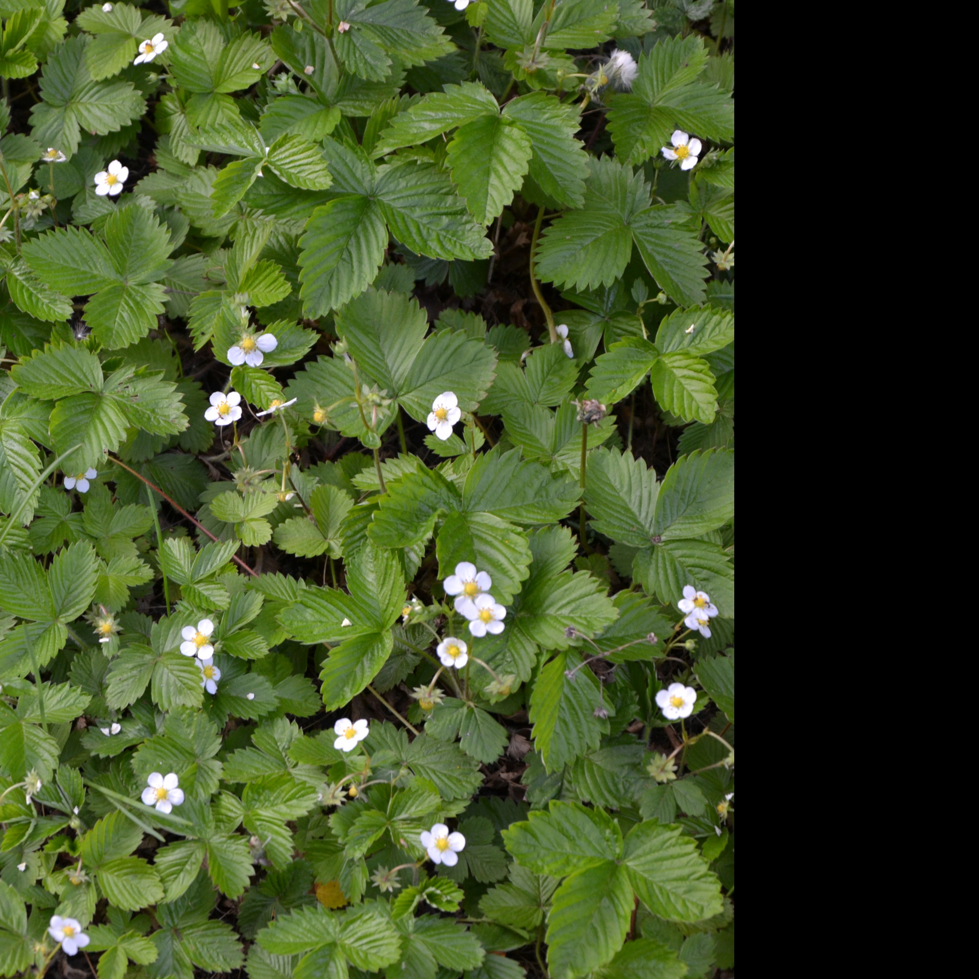 Tapeta mesicni_jahody_1