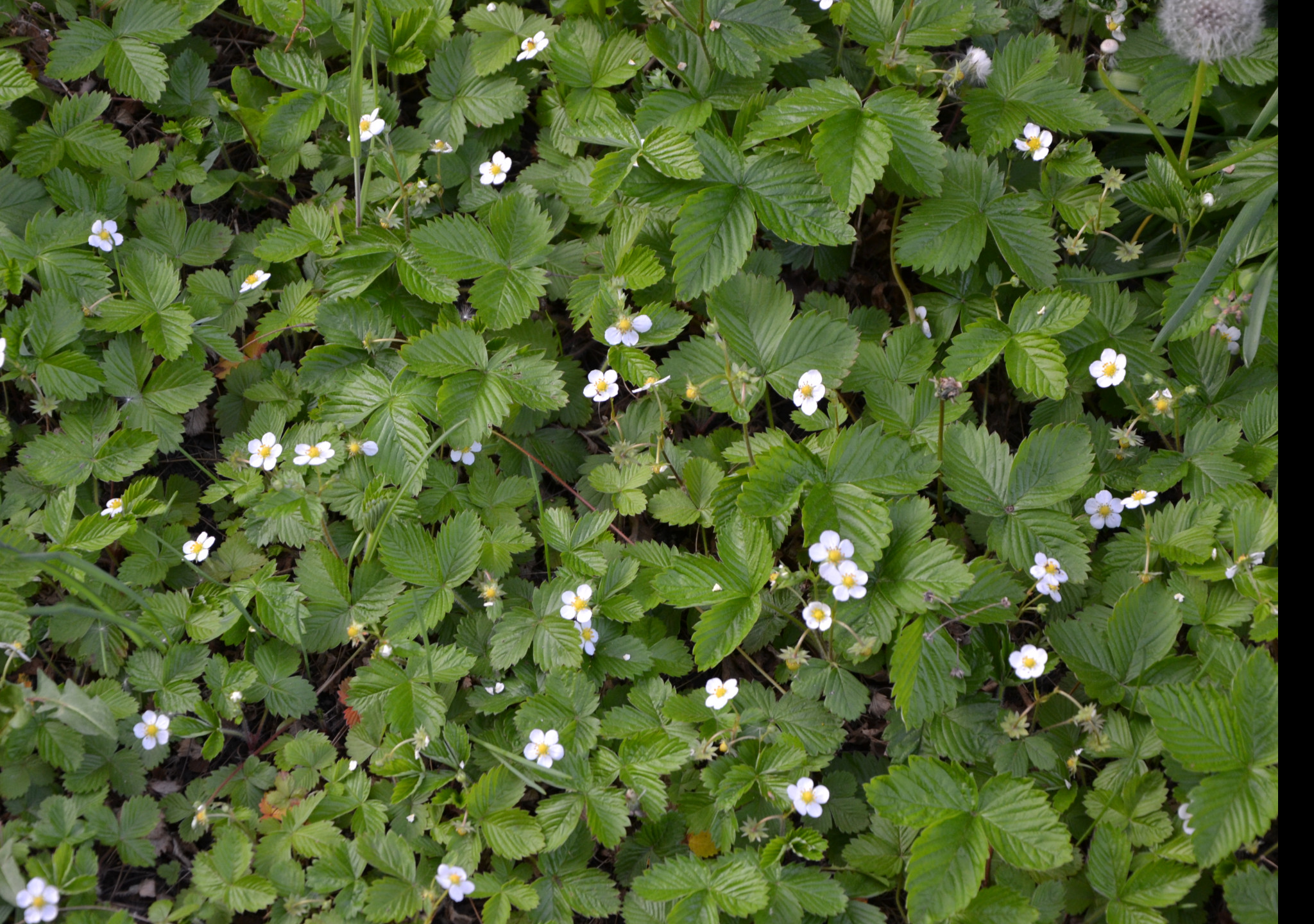 Tapeta mesicni_jahody_1