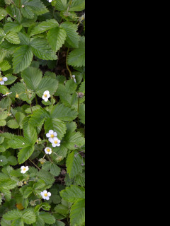 Tapeta mesicni_jahody_1