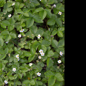 Tapeta mesicni_jahody_1