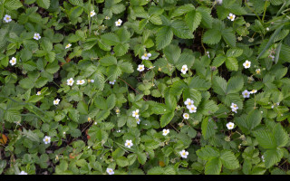 Tapeta mesicni_jahody_1