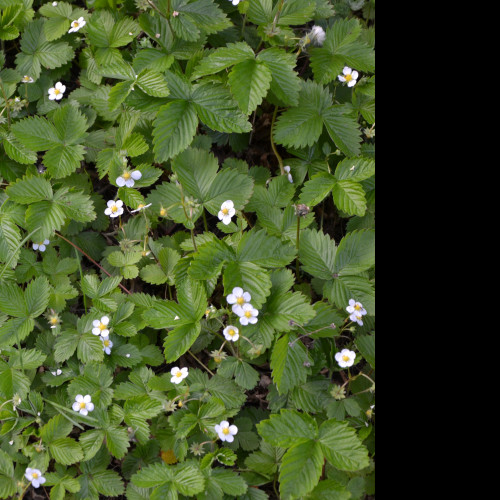 Tapeta mesicni_jahody_1