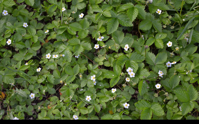 Tapeta mesicni_jahody_1