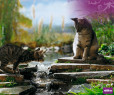 Tapeta Miciny.cz - whiskas