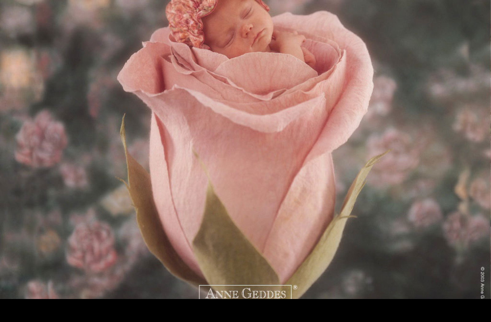 Tapeta miminko_od_anne_geddes