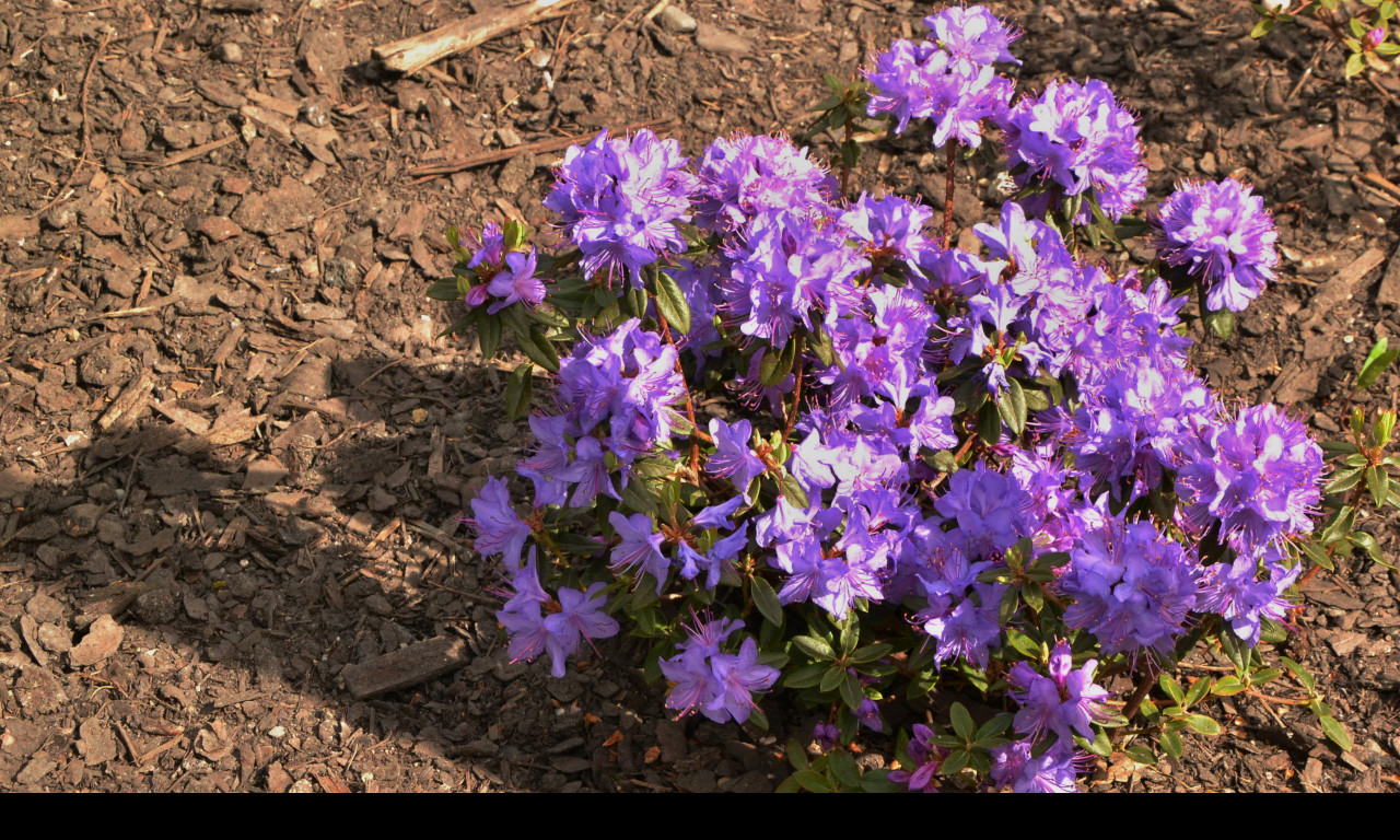 Tapeta miniaturni_rododendron