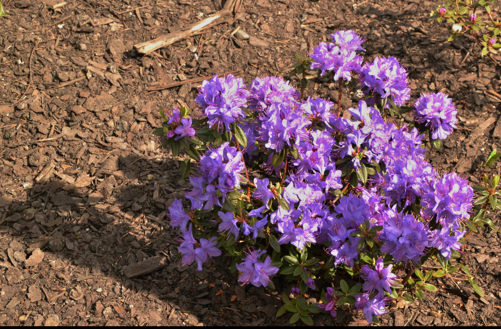 Tapeta miniaturni_rododendron