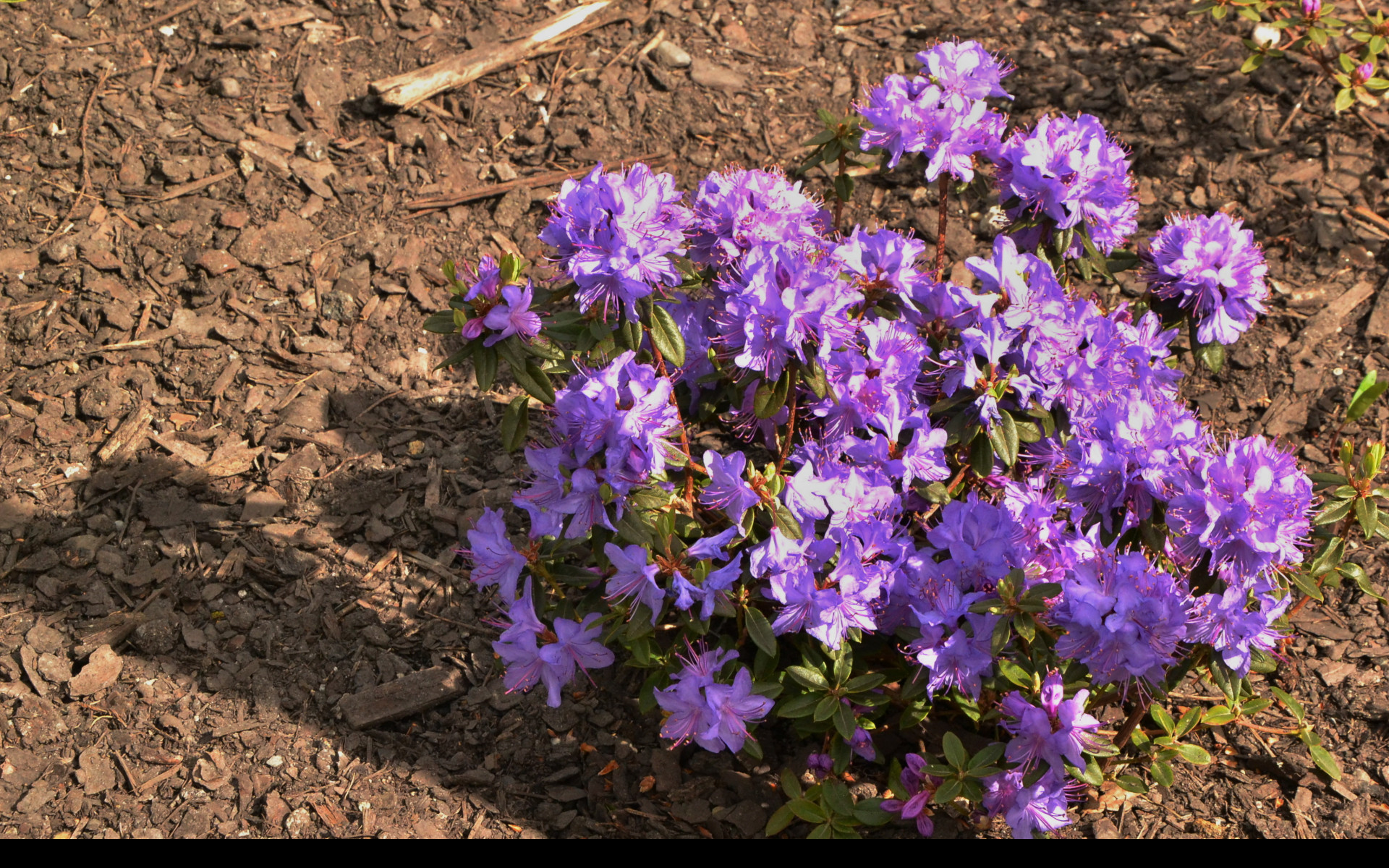 Tapeta miniaturni_rododendron