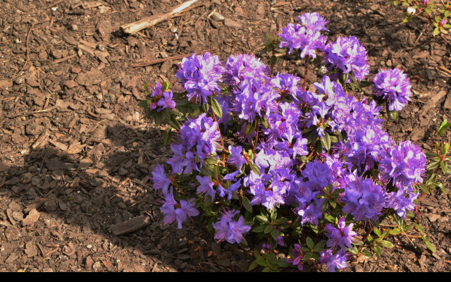 Tapeta miniaturni_rododendron