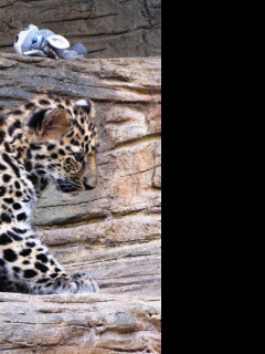 Tapeta mlade_levharta___zoo_olomouc