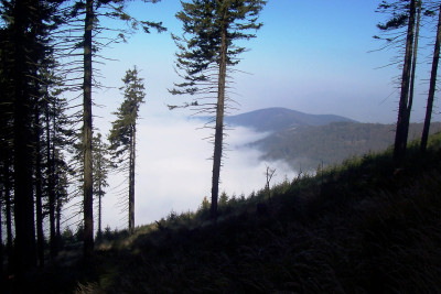 Tapeta: mlha v horch