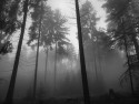 Tapeta Mlha v lese