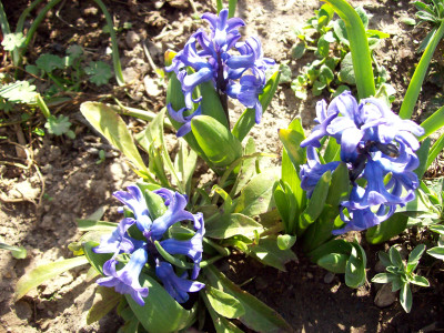 Tapeta: Modr hyacinty