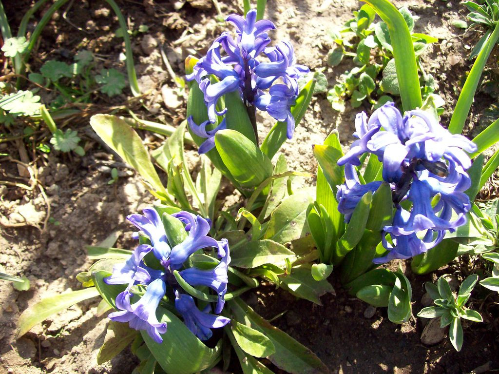 Tapeta modre_hyacinty