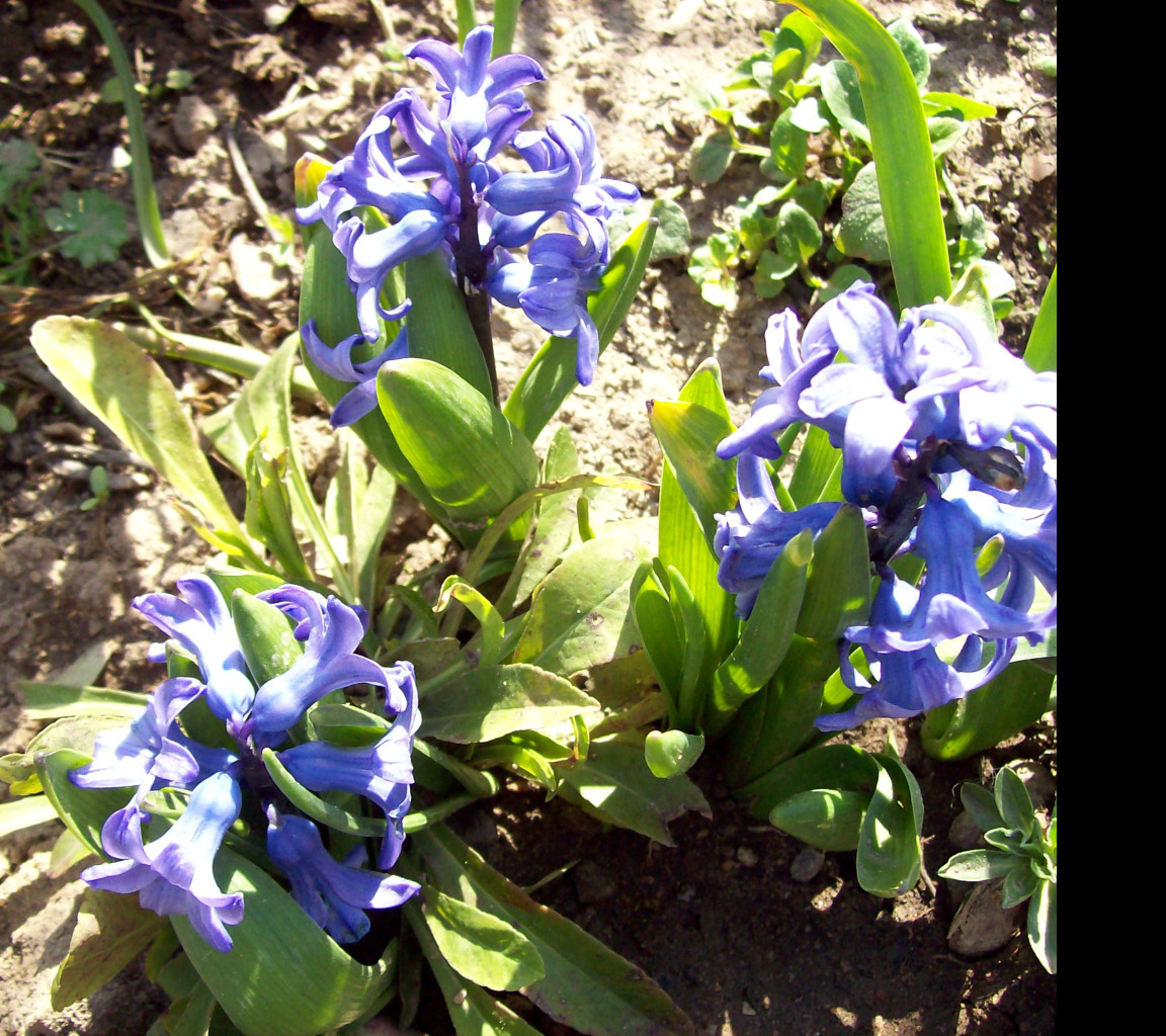 Tapeta modre_hyacinty