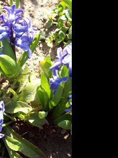 Tapeta modre_hyacinty