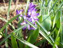 Tapeta Modrý hiacint