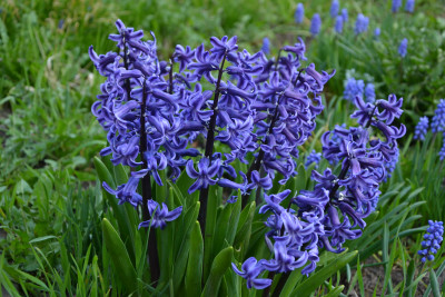 Tapeta: Modr hyacint
