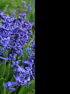 Tapeta modry_hyacint