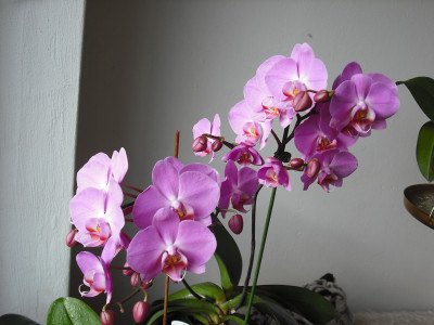 Tapeta: moje orchidea