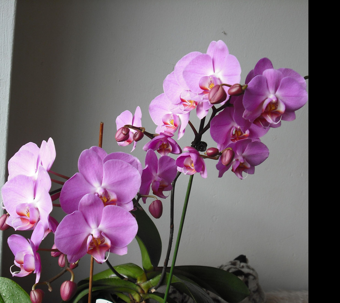 Tapeta moje_orchidea