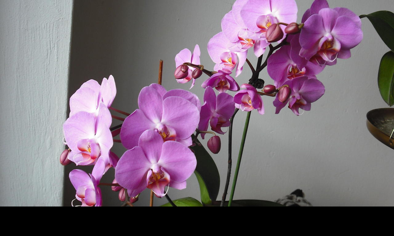 Tapeta moje_orchidea