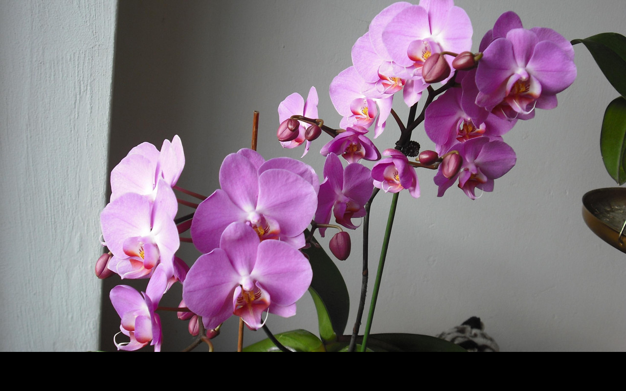 Tapeta moje_orchidea