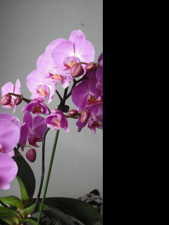 Tapeta moje_orchidea