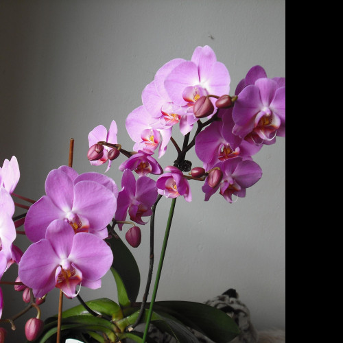 Tapeta moje_orchidea