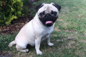Tapeta mops