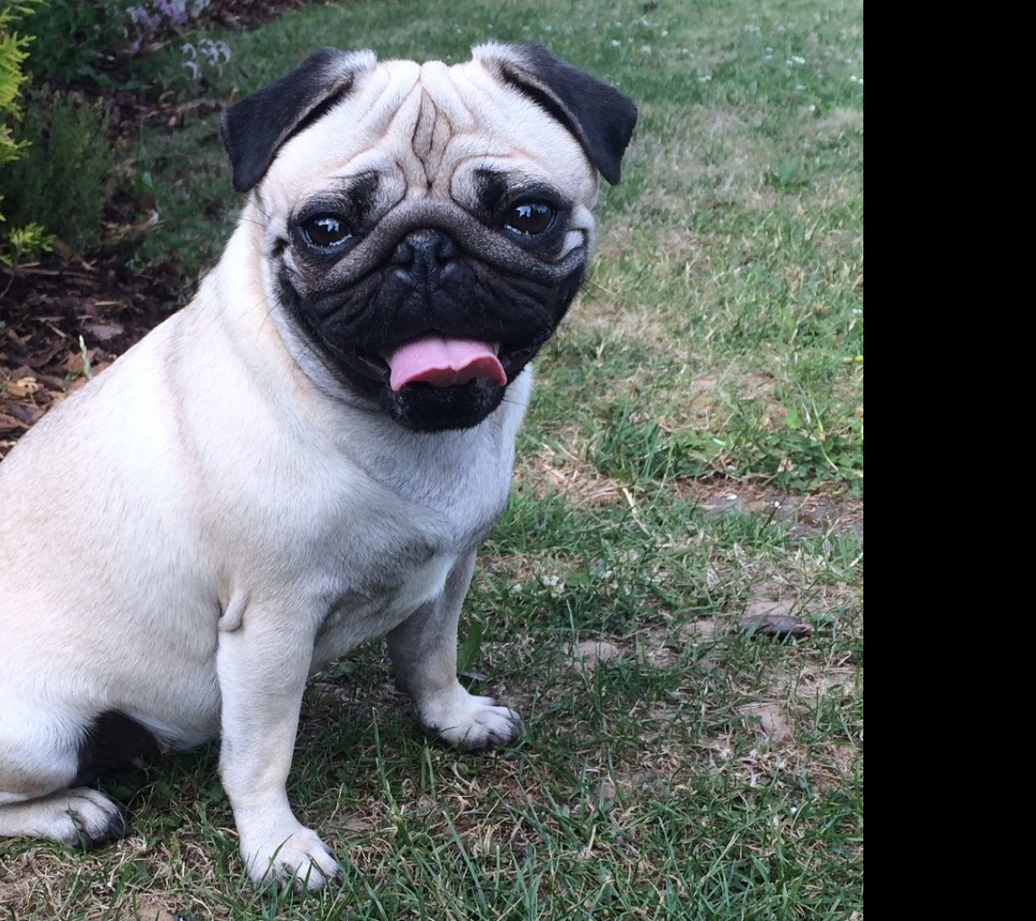Tapeta mops