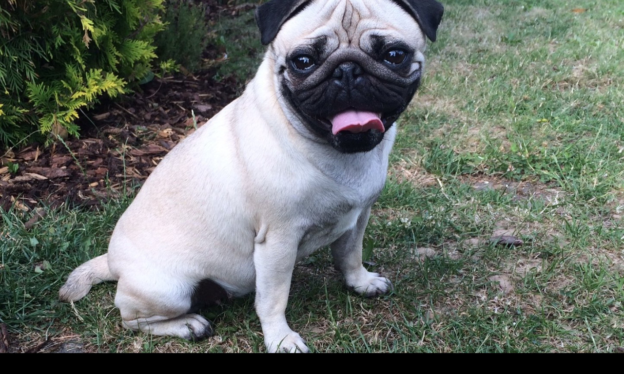 Tapeta mops