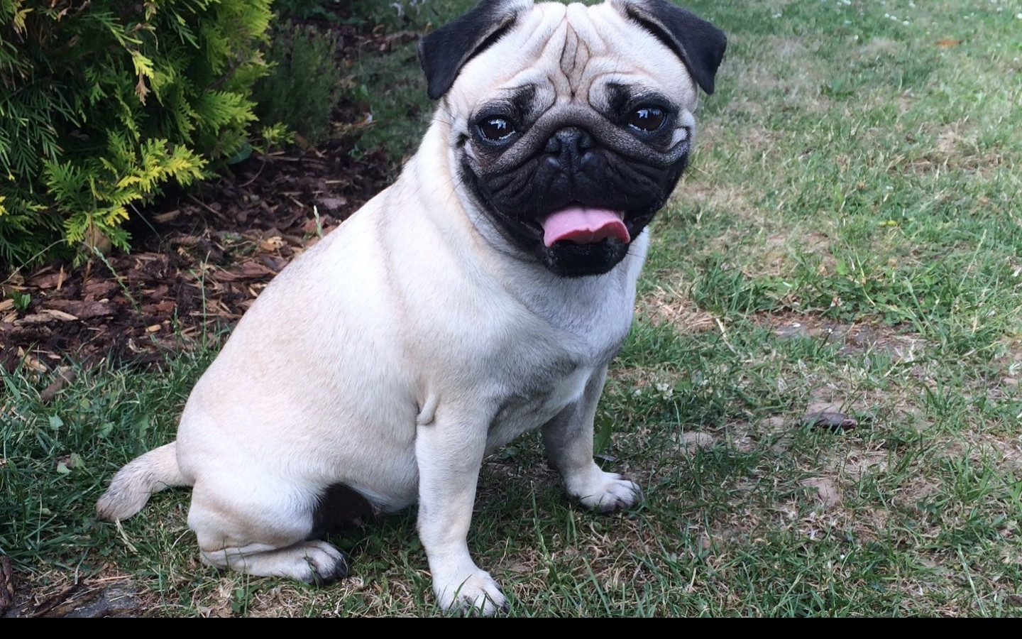 Tapeta mops