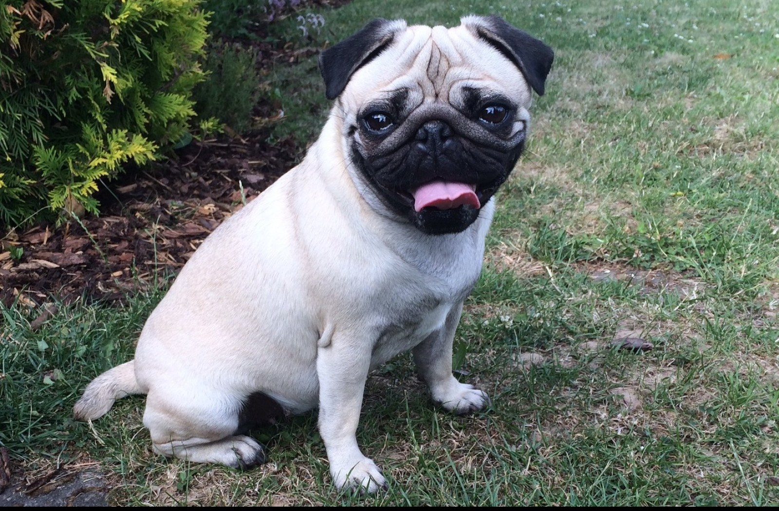 Tapeta mops