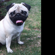 Tapeta mops