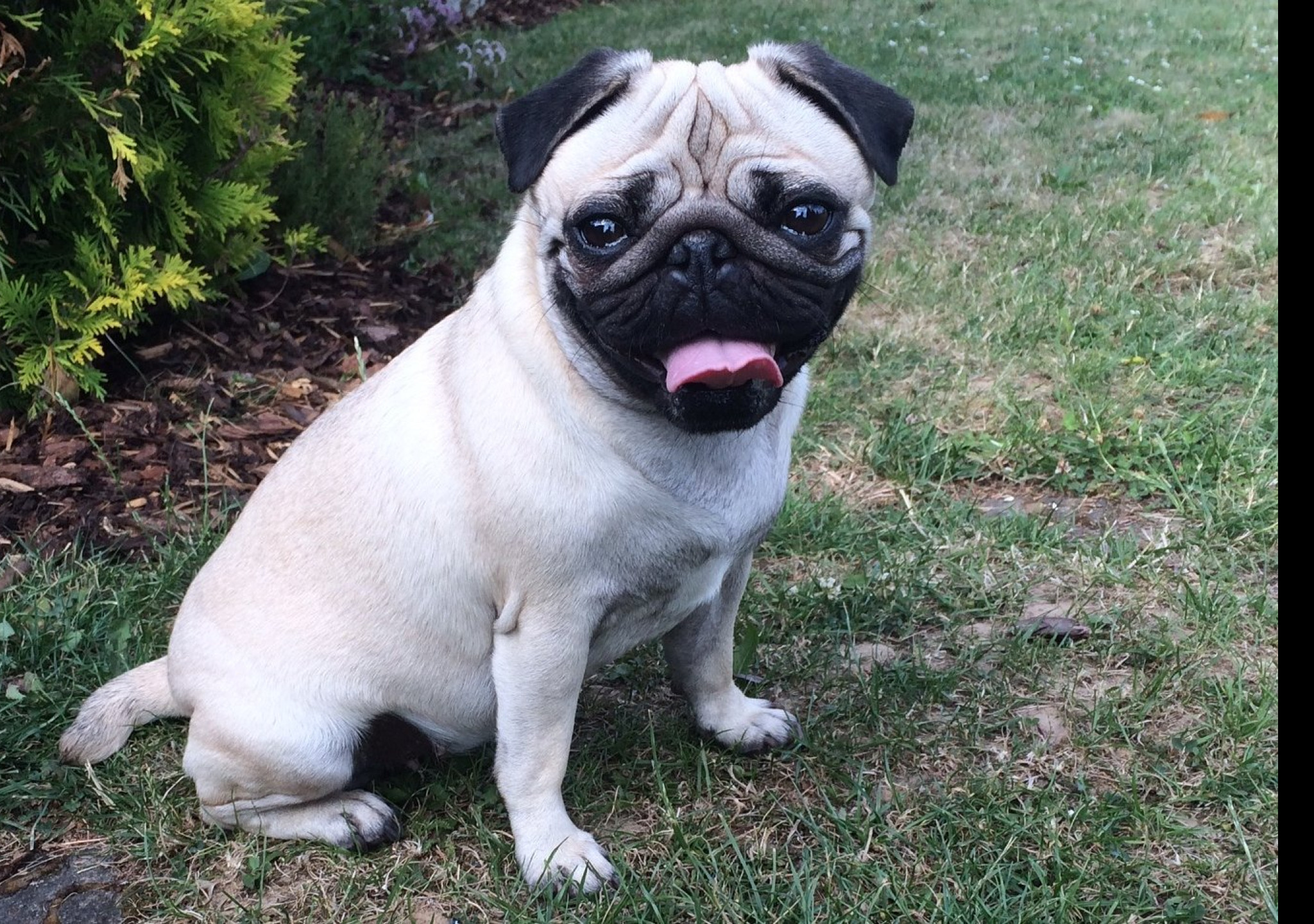 Tapeta mops