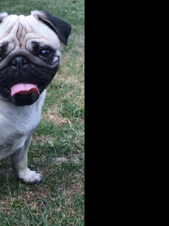 Tapeta mops