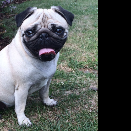 Tapeta mops