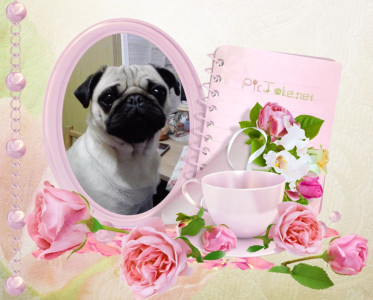 Tapeta: mopsice