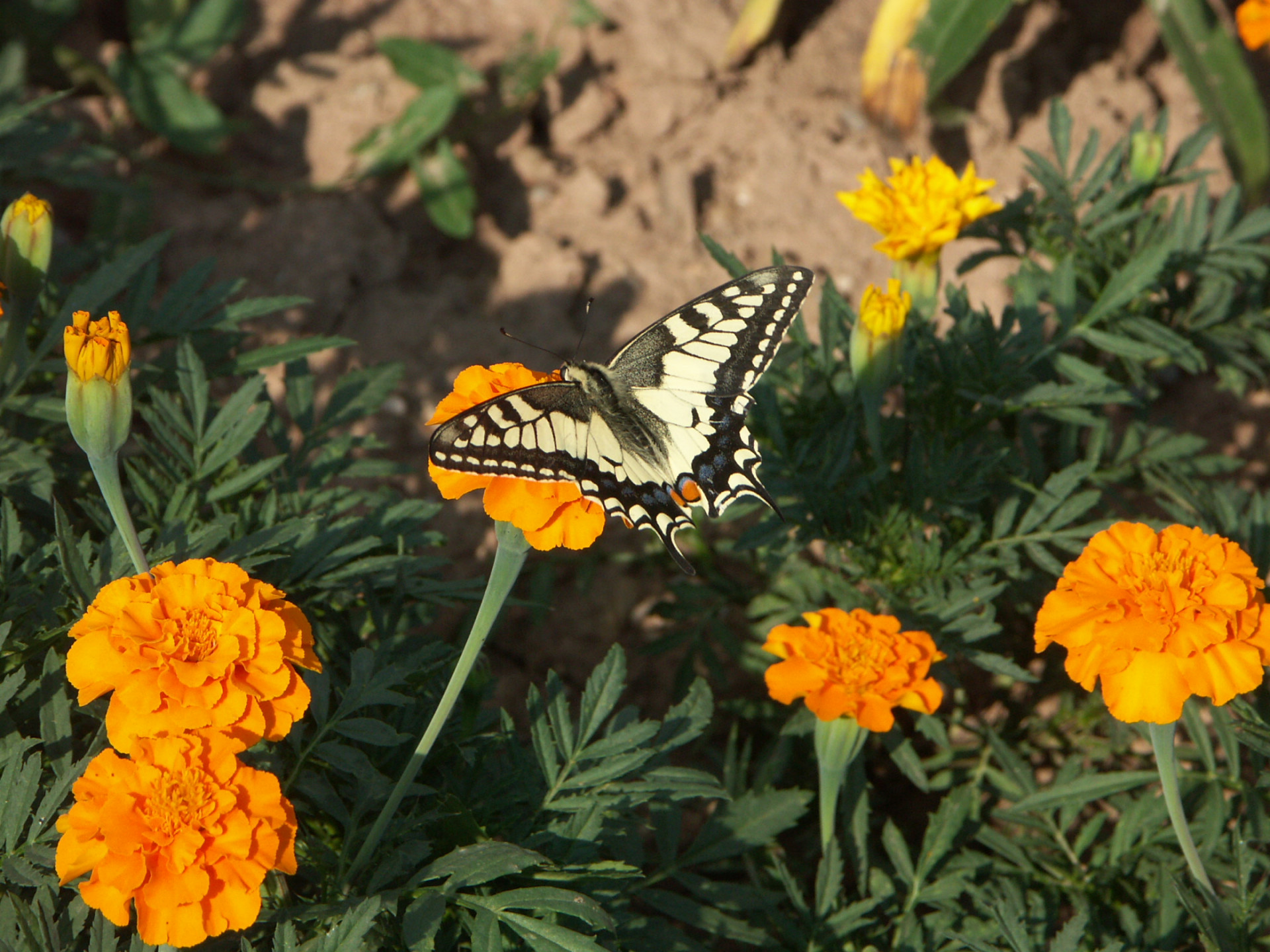 Tapeta motyl