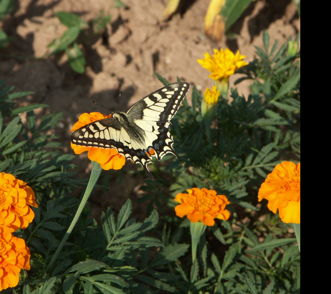 Tapeta motyl