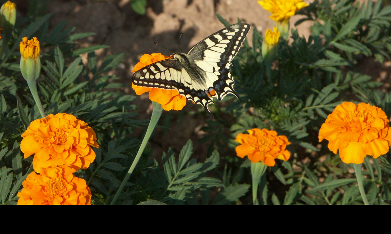 Tapeta motyl