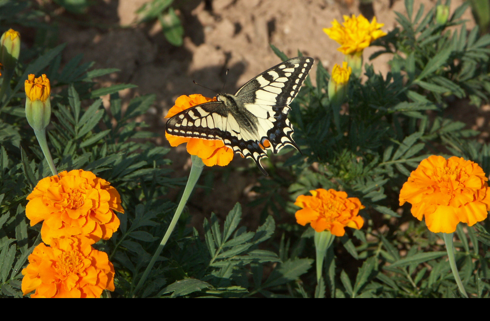 Tapeta motyl